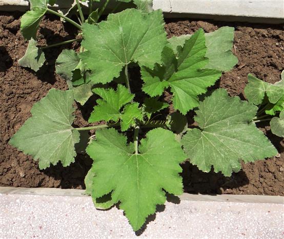  Leaves (Shallowly lobed)